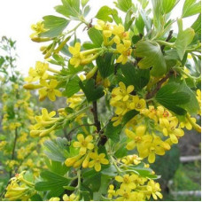 Смородина золотистая