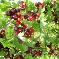 Смородина золотистая Шафак 