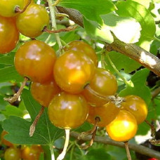 Смородина золотистая Сибирское Солнышко