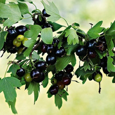 Смородина золотистая Венера