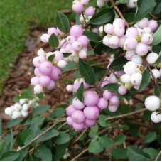 Снежноягодник доренбоза  Мазе оф Перл