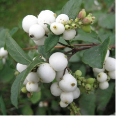 Снежноягодник доренбоза Мэджик Галакси