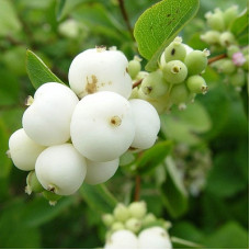 Снежноягодник доренбоза  Вайт Хэйдж