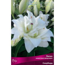 Лилия Сноуборд (азиатская махровая)