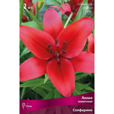 Лилия Солфарино (азиатская)