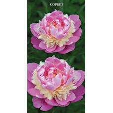 Пион травянистый Сорбет