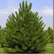 Сосна черная