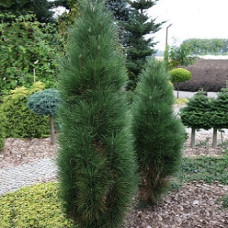 Сосна черная Грин Тауер