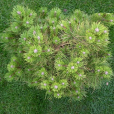 Сосна черная Хорнибрукиана