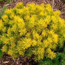 Сосна горная Карстенс Винтерголд