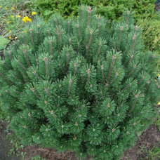 Сосна горная Мопс