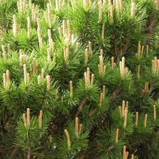 Сосна горная Мугус