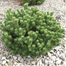 Сосна горная Пумилио