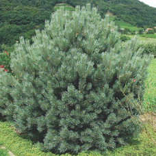 Сосна обыкновенная Ватерери
