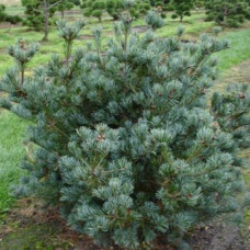 Сосна парвифлора Негиши