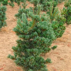 Сосна парвифлора Темпельхоф