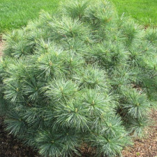 Сосна Веймутова Блю Шэг