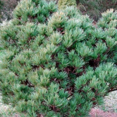 Сосна Веймутова Макопин