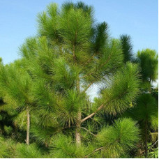 Сосна желтая