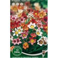 Спараксис трехцветный Смесь окрасок