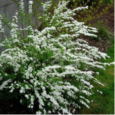 Спирея аргута Аргута