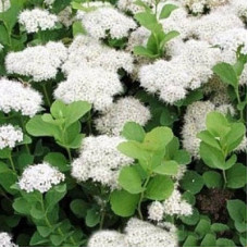 Спирея березолистная