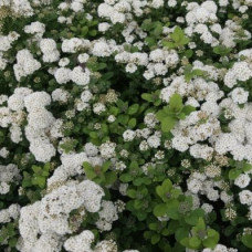 Спирея березолистная Айлэнд