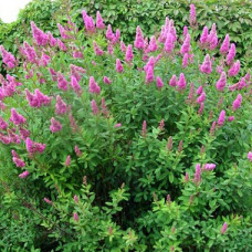 Спирея Билларда Триумфанс