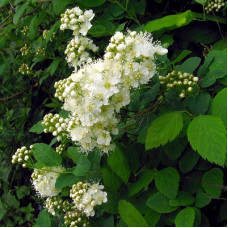 Спирея дубравколистная