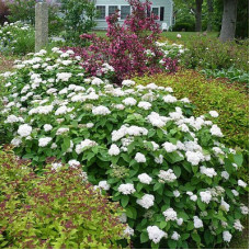 Спирея Фрица