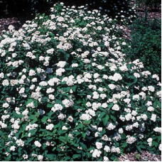 Спирея Фрица Фришиана