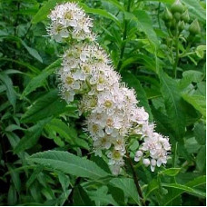 Спирея иволистная Альба