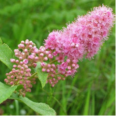 Спирея иволистная Пинк Инносенс