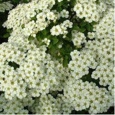 Спирея ниппонская Джун Брайд