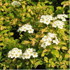 Спирея ниппонская Гилверс Рейнобоу