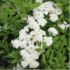 Спирея ниппонская Халвардс Сильвер