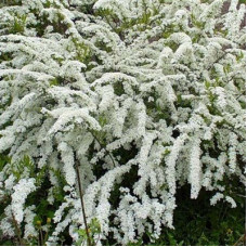 Спирея серая Грефшейм