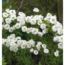 Спирея сливолистная