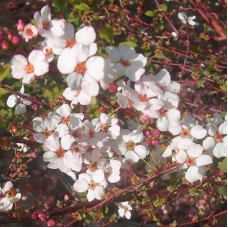 Спирея тунберга Фуджино Пинк