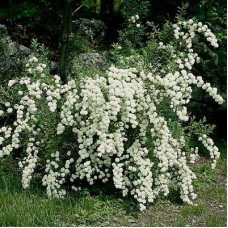 Спирея Ван-Гутта