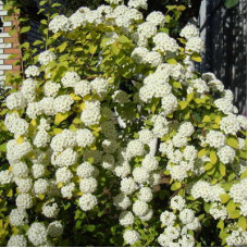 Спирея ван-гутта Голд Фонтейн