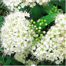 Спирея японская Альбифлора