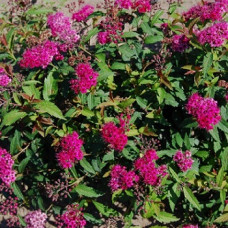 Спирея японская Дартс Ред