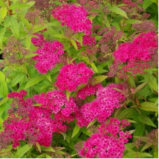 Спирея японская Энтони Ватерер