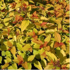 Спирея японская Файрлайт