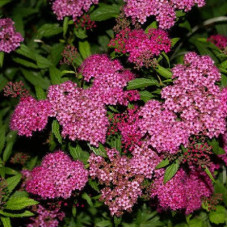 Спирея японская Фробели