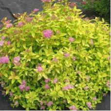 Спирея японская Голден Принцесс 