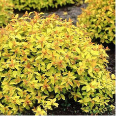 Спирея японская Голдфлейм
