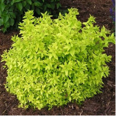 Спирея японская Голдмаунд 