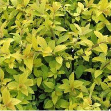 Спирея японская Кэндллайт